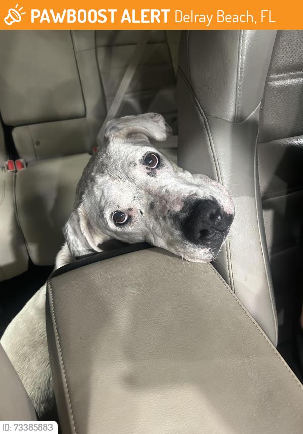 Found/Stray Female Dog last seen Lake Ida, Delray Beach, FL 33484