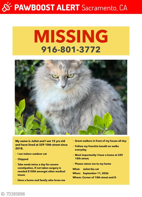 Lost Female Cat last seen D Street, Sacramento, CA 95814