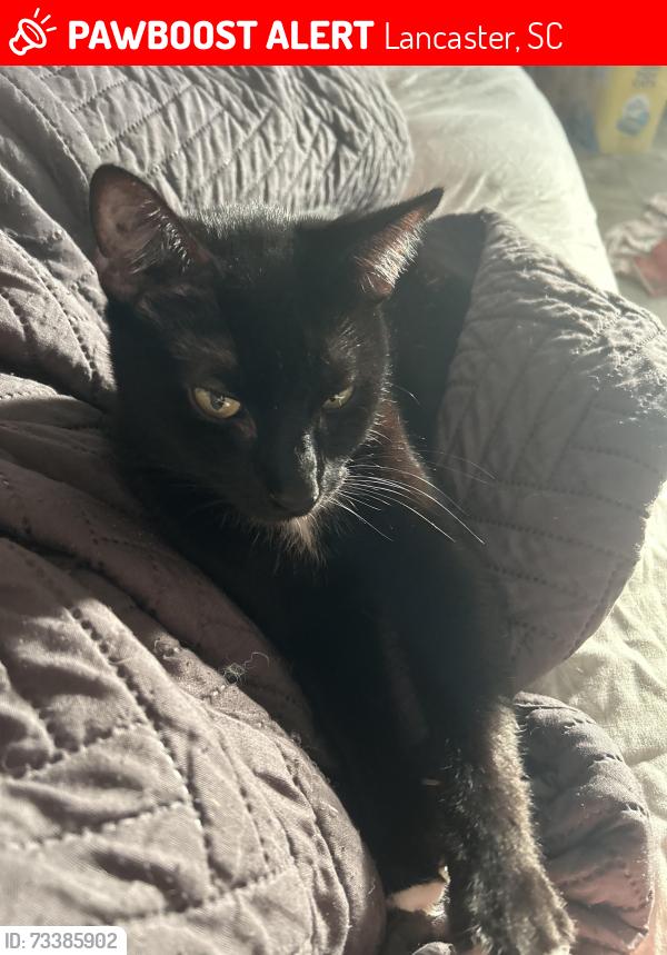 Lost Female Cat last seen Near mosteller drive, Lancaster, SC 29720
