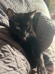 Lost Female Cat last seen Near mosteller drive, Lancaster, SC 29720