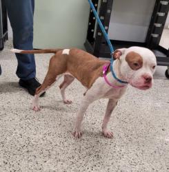 Shelter Stray Female Dog last seen Near BLOCK KENTUCKY ST, DETROIT, MI 48221, 7401 Chrysler Dr, Detroit, MI 48211, USA