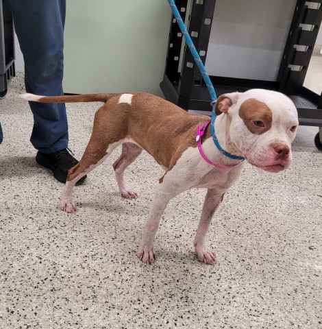 Shelter Stray Female Dog last seen Near BLOCK KENTUCKY ST, DETROIT, MI 48221, 7401 Chrysler Dr, Detroit, MI 48211, USA