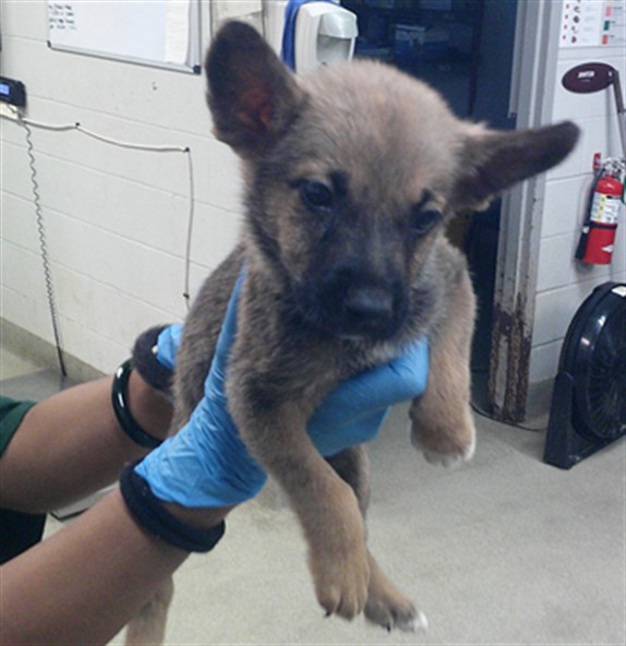 Shelter Stray Male Dog last seen Near BLOCK SW 25TH OKC OK 73108, 2811 SE 29th St, Oklahoma City, OK 73129, USA