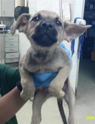 Shelter Stray Male Dog last seen Near BLOCK SW 25TH OKC OK 73108, 2811 SE 29th St, Oklahoma City, OK 73129, USA