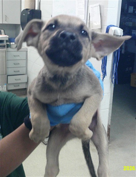 Shelter Stray Male Dog last seen Near BLOCK SW 25TH OKC OK 73108, 2811 SE 29th St, Oklahoma City, OK 73129, USA
