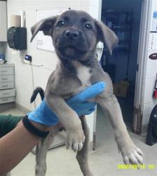 Shelter Stray Male Dog last seen Near BLOCK SW 25TH OKC OK 73108, 2811 SE 29th St, Oklahoma City, OK 73129, USA