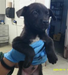 Shelter Stray Male Dog last seen Near BLOCK SW 25TH OKC OK 73108, 2811 SE 29th St, Oklahoma City, OK 73129, USA