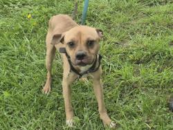 Shelter Stray Male Dog last seen Near BLOCK CUTLER ST, DETROIT, MI 48214, 7401 Chrysler Dr, Detroit, MI 48211, USA