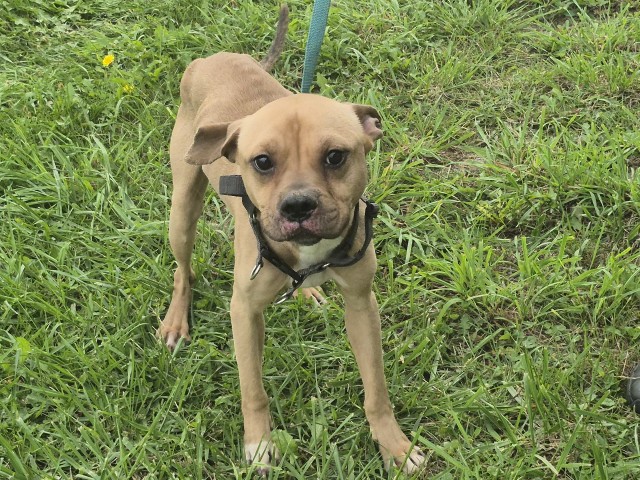 Shelter Stray Male Dog last seen Near BLOCK CUTLER ST, DETROIT, MI 48214, 7401 Chrysler Dr, Detroit, MI 48211, USA