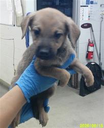 Shelter Stray Male Dog last seen Near BLOCK SW 25TH OKC OK 73108, 2811 SE 29th St, Oklahoma City, OK 73129, USA