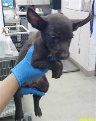 Shelter Stray Male Dog last seen Near BLOCK SW 25TH OKC OK 73108, 2811 SE 29th St, Oklahoma City, OK 73129, USA