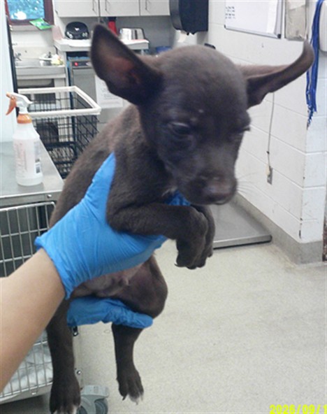 Shelter Stray Male Dog last seen Near BLOCK SW 25TH OKC OK 73108, 2811 SE 29th St, Oklahoma City, OK 73129, USA