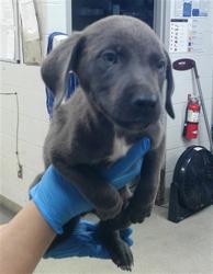 Shelter Stray Male Dog last seen Near BLOCK SW 25TH OKC OK 73108, 2811 SE 29th St, Oklahoma City, OK 73129, USA