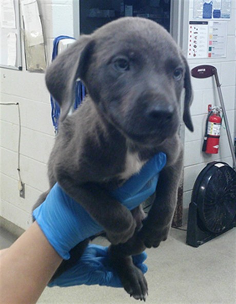 Shelter Stray Male Dog last seen Near BLOCK SW 25TH OKC OK 73108, 2811 SE 29th St, Oklahoma City, OK 73129, USA