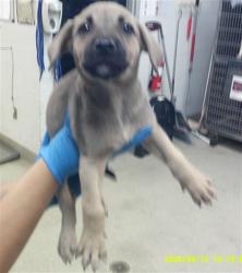 Shelter Stray Male Dog last seen Near BLOCK SW 25TH OKC OK 73108, 2811 SE 29th St, Oklahoma City, OK 73129, USA