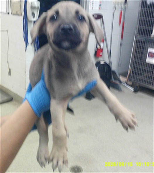 Shelter Stray Male Dog last seen Near BLOCK SW 25TH OKC OK 73108, 2811 SE 29th St, Oklahoma City, OK 73129, USA
