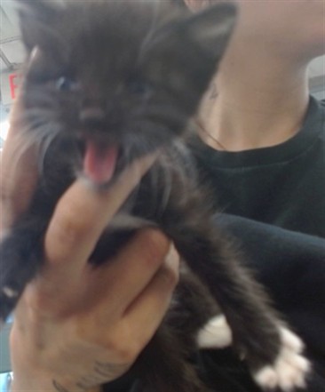 Shelter Stray Unknown Cat last seen ASHLEY PARK TOWNHOMES BY DUMPSTER, 2811 SE 29th St, Oklahoma City, OK 73129, USA