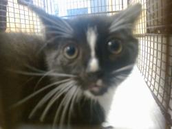 Shelter Stray Male Cat last seen Near BLOCK NW 128 LN, 3599 NW 79th Ave, Doral, FL 33122, USA