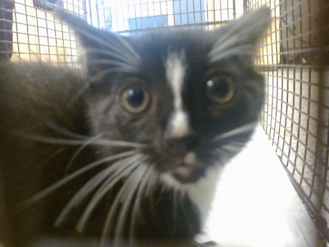 Shelter Stray Male Cat last seen Near BLOCK NW 128 LN, 3599 NW 79th Ave, Doral, FL 33122, USA