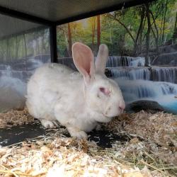 Shelter Stray Male Other last seen CHARLOTTE, 8315 Byrum Dr, Charlotte, NC 28217, USA