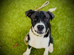 Shelter Stray Male Dog last seen , 2769 Conroy Rd, Orlando, FL 32839, USA