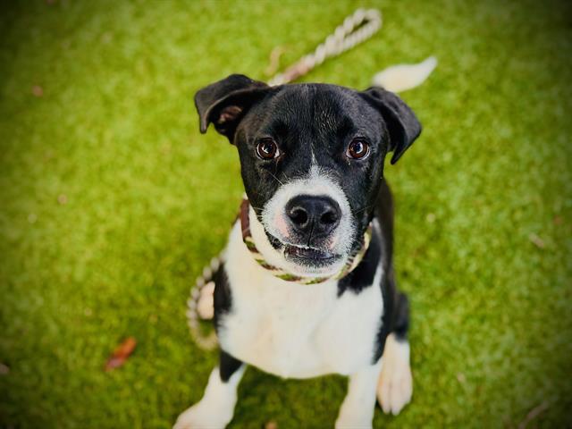 Shelter Stray Male Dog last seen , 2769 Conroy Rd, Orlando, FL 32839, USA