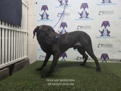 Shelter Stray Male Dog last seen , 2769 Conroy Rd, Orlando, FL 32839, USA
