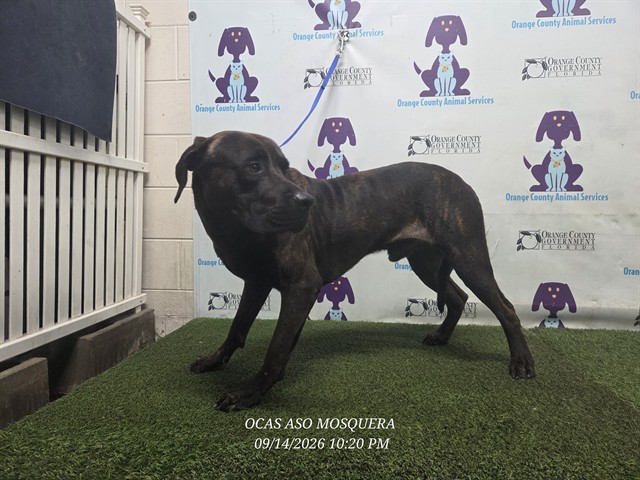 Shelter Stray Male Dog last seen , 2769 Conroy Rd, Orlando, FL 32839, USA