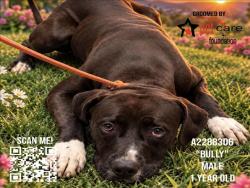 Shelter Stray Male Dog last seen , 3201 Lacy St, Los Angeles, CA 90031, USA
