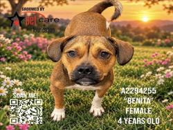 Shelter Stray Female Dog last seen , 3201 Lacy St, Los Angeles, CA 90031, USA