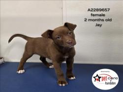 Shelter Stray Male Dog last seen , 3201 Lacy St, Los Angeles, CA 90031, USA