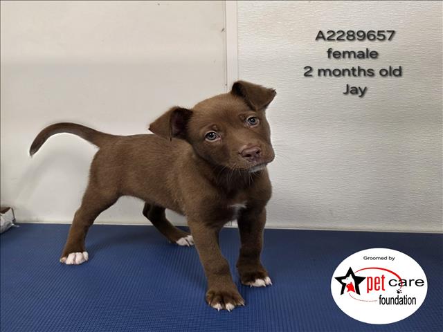Shelter Stray Male Dog last seen , 3201 Lacy St, Los Angeles, CA 90031, USA