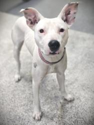 Shelter Stray Female Dog last seen , 3201 Lacy St, Los Angeles, CA 90031, USA