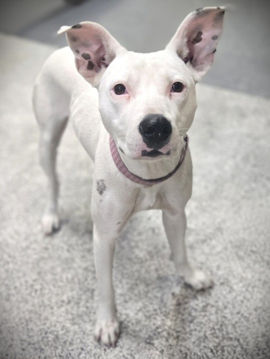 Shelter Stray Female Dog last seen , 3201 Lacy St, Los Angeles, CA 90031, USA