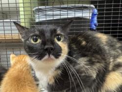 Shelter Stray Female Cat last seen , 3201 Lacy St, Los Angeles, CA 90031, USA