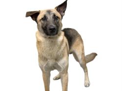 Shelter Stray Male Dog last seen , 3201 Lacy St, Los Angeles, CA 90031, USA