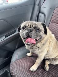 Reunited Male Dog last seen Walking around neighborhood, San Jacinto, CA 92583