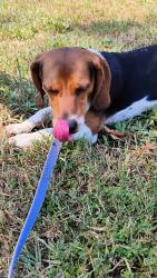 Found/Stray Male Dog last seen Levi Rd, Falling Water, TN 37343