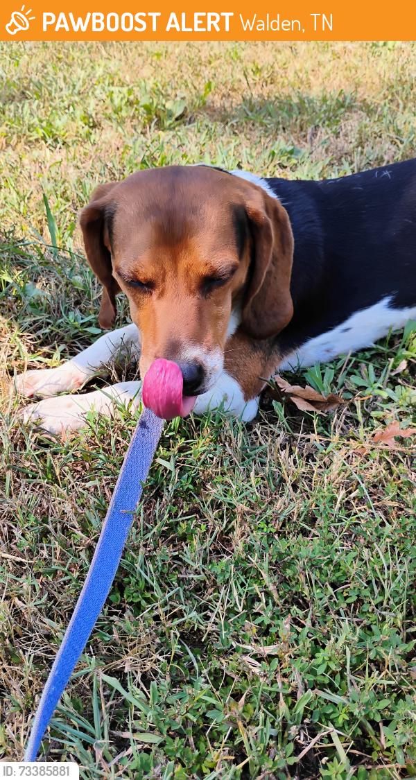 Found/Stray Male Dog last seen Levi Rd, Falling Water, TN 37343