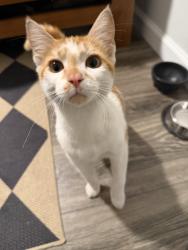Found/Stray Unknown Cat last seen I don’t know, San Diego, CA 92139