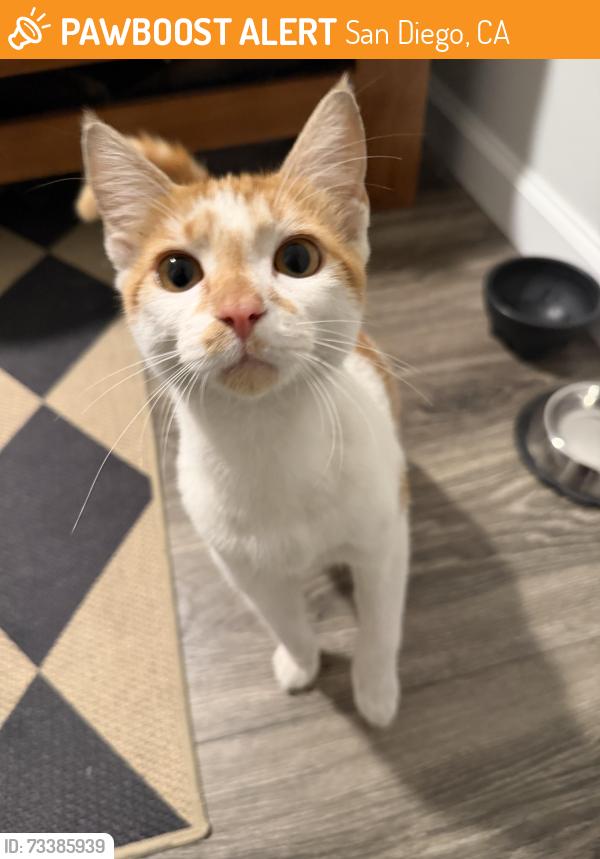Found/Stray Unknown Cat last seen I don’t know, San Diego, CA 92139
