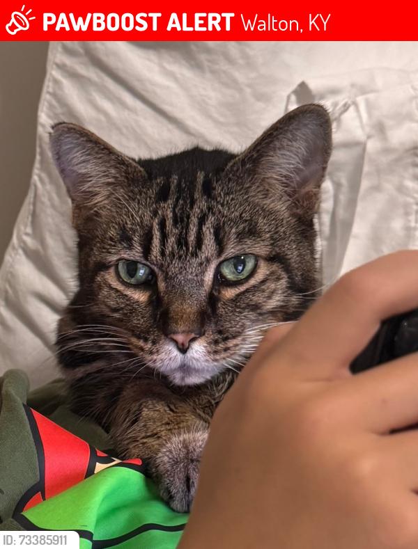 Lost Male Cat last seen Wildcat run on farmer dr, Walton, KY 41094