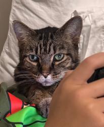 Lost Male Cat last seen Wildcat run on farmer dr, Walton, KY 41094