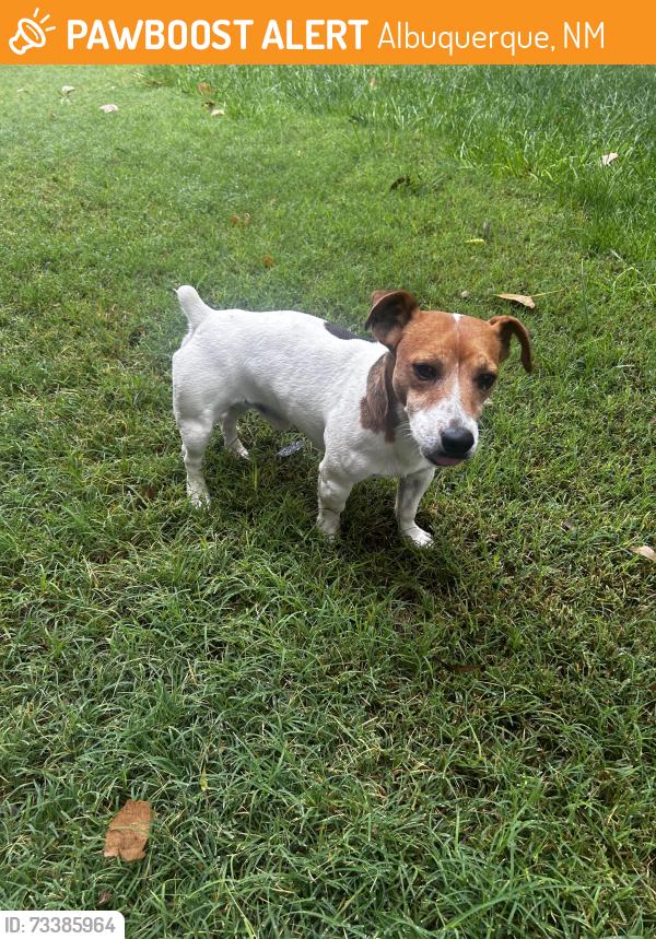 Found/Stray Male Dog last seen pimlico pl sw, Albuquerque, NM 87105