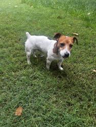 Found/Stray Male Dog last seen pimlico pl sw, Albuquerque, NM 87105