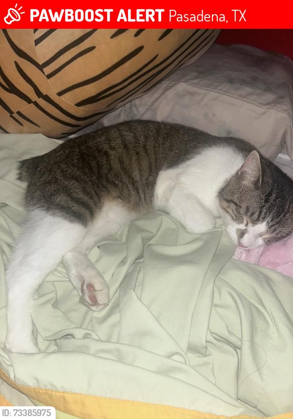 Lost Male Cat last seen DuPont st Pasadena tx, Pasadena, TX 77503
