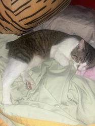 Lost Male Cat last seen DuPont st Pasadena tx, Pasadena, TX 77503