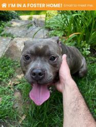 Shelter Stray Male Dog last seen Near N Dallas St, 21213, MD, 2490 Giles Rd, Baltimore, MD 21225, USA