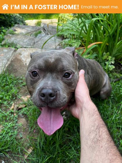 Shelter Stray Male Dog last seen Near N Dallas St, 21213, MD, 2490 Giles Rd, Baltimore, MD 21225, USA