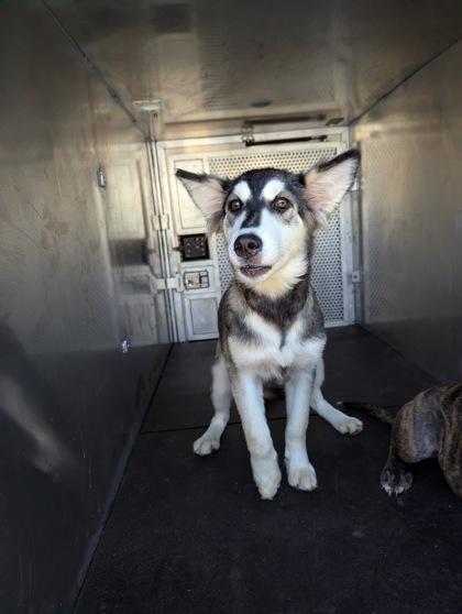 Shelter Stray Female Dog last seen Near Sycamore Ln., Roanoke, TX, 330 Rufe Snow Dr, Keller, TX 76248, USA